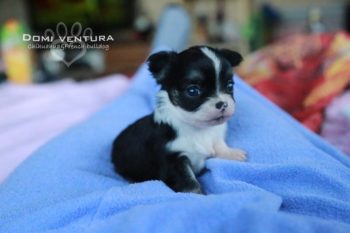 Bogini Maia - biało czarna suczka chihuahua długowłosa