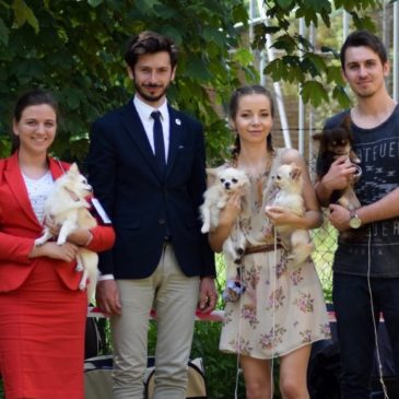 Krajowa wystawa psów rasowych w Kaliszu – Dzień drugi