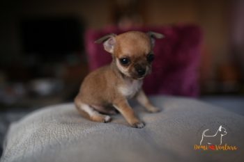 Vinci - piesek chihuahua krótkowłosy beżowy