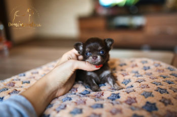 chihuahua czekoladowa sunia Yolka